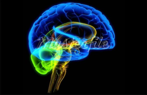 Improving brain power and maximizing memory function