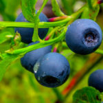 Nordic Berry Pictures